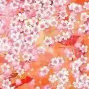 パグ❤︎ おまとめ割します‼︎の画像