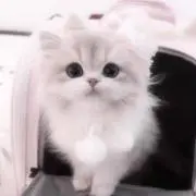 T@値下げ中