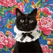 ねこ★即日発送中！プロフィール見てね！の画像