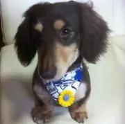 るりんこ
