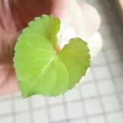 たかきこ