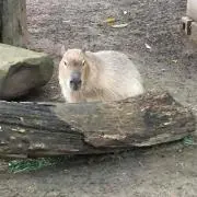 カピバラさんの画像