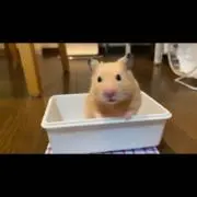 s_chan