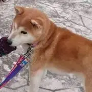 なっぽんの画像