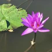 あきにゃんの画像