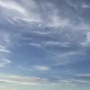 おくらの画像