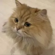 PersianCat