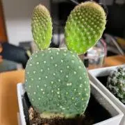 Rの画像