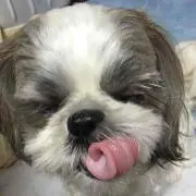 ちゃな