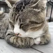 ボン