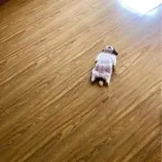 あの画像