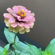 as18の画像