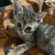 キキちゃん (プロフ読んでね♡)の画像