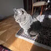 たあいたいの画像