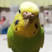 ピロロ商店の画像