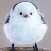 ぽごご