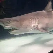 サメ島
