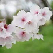 ao