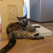 とこ吉（プロフィール一読お願い致します）