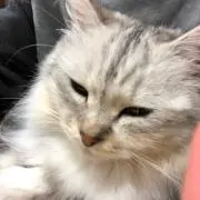 しゅうの画像