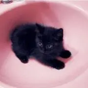 niaの画像