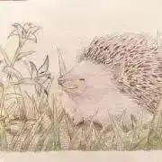 Image of ハリネズミ☺︎