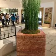 イチジク穂木専用出品です - メルカリ