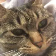 Suzuの画像