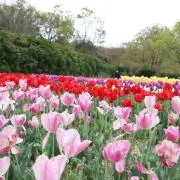 cocoruiの画像