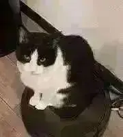ムム印のねこ缶の画像
