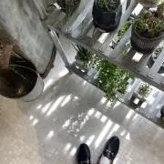 Lilyの画像
