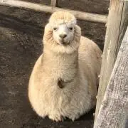 たがひらの画像