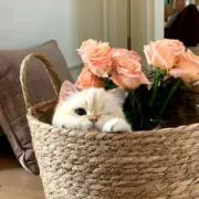 な♡の画像