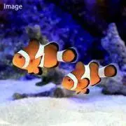 ニンモンの画像