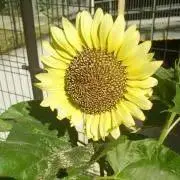 Minionの画像