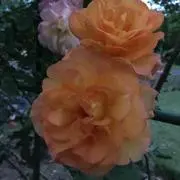みぃ