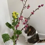 抹茶アイスの画像