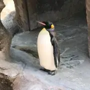 のんの画像