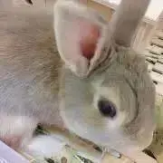 ゆー