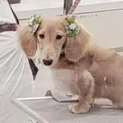 ayaの画像