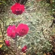 inuiの画像