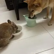みかんの画像