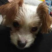 MIHO