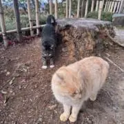 ビニタの画像