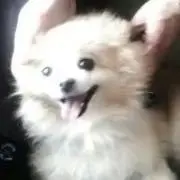 はなこの画像