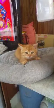 ミ★HELLOKITTY★ミ
