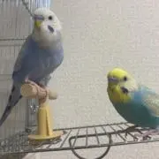 片足inモフの画像