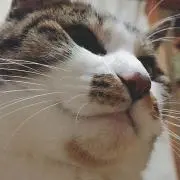 ゆめっこ※プロフを必ず読んでください。