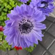 あねもね