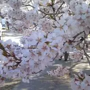sakura